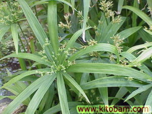 cyperus