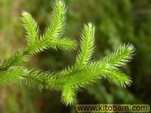 lycopodium