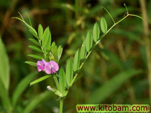 vicia-sativa