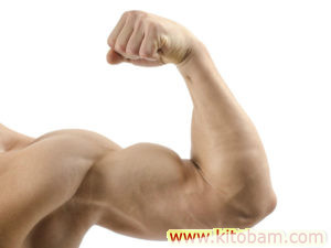 muskuli