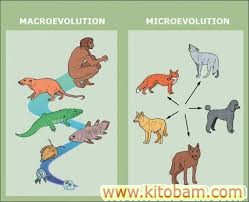 mikroevolutciya