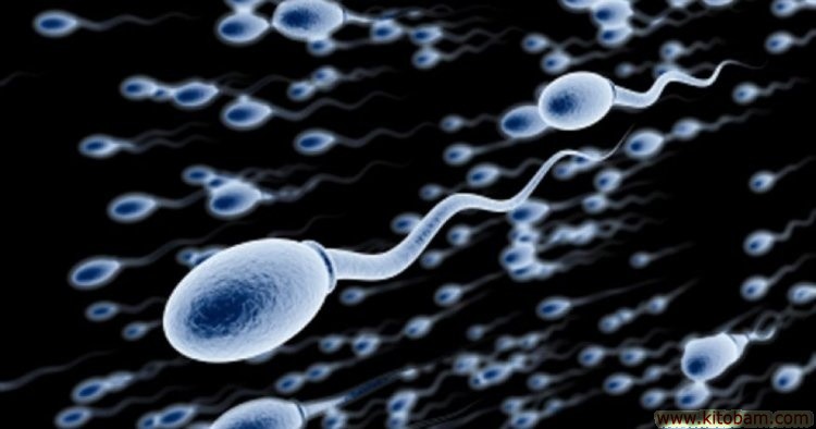 spermatazoid