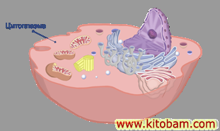 citoplazma