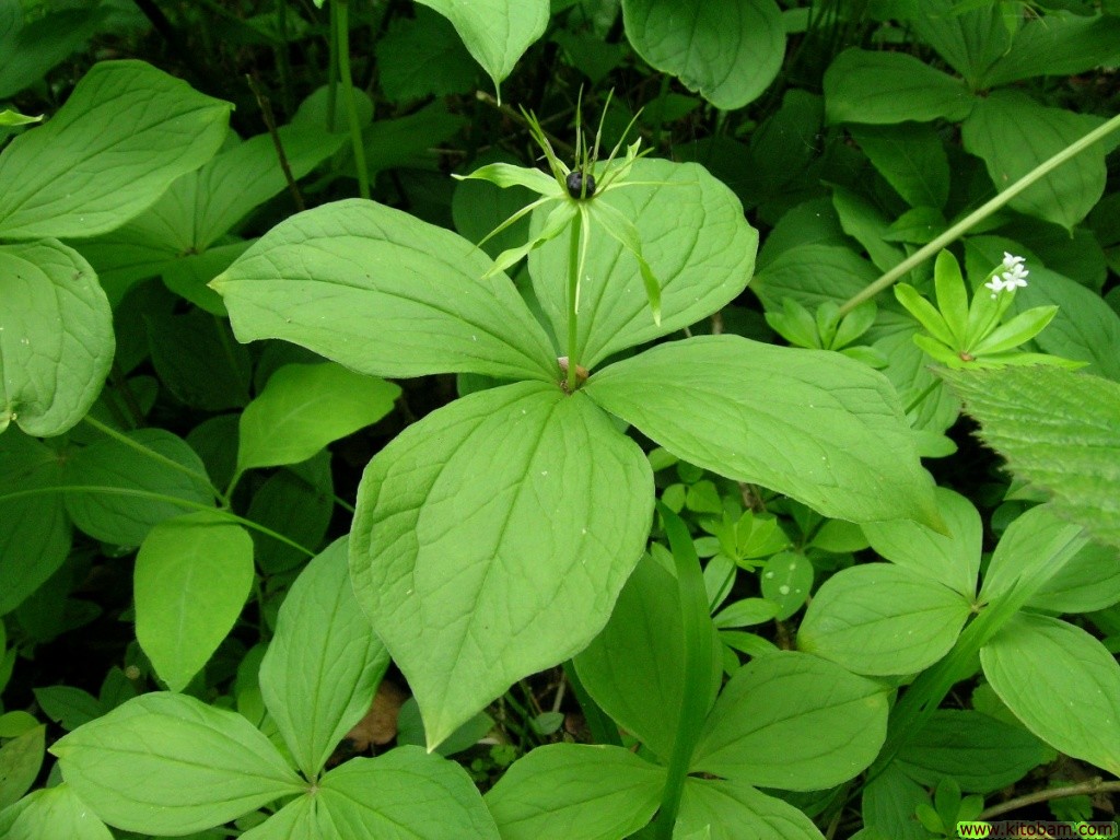 herb-paris