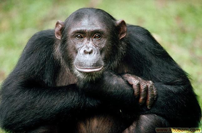 shimpanze