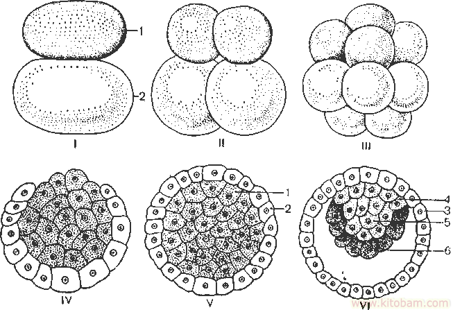 embriogenez