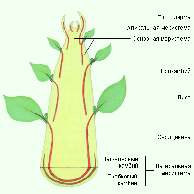 protoderma