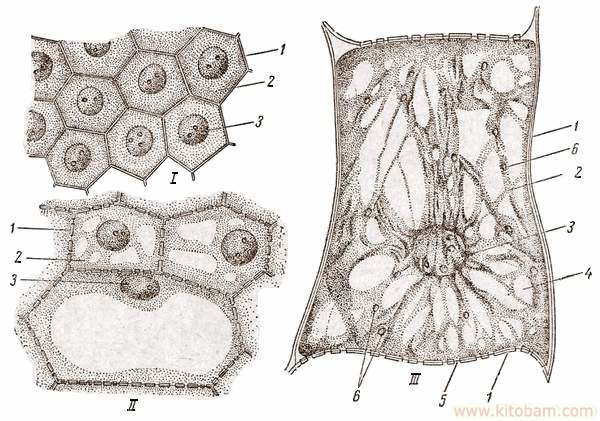 Protoplazma