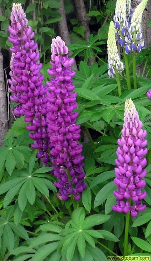 lupinus_polyphyllus1