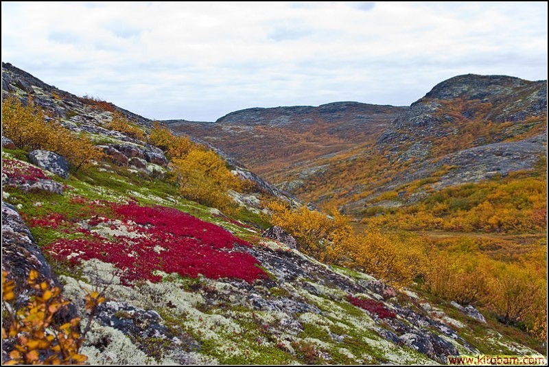 tundra