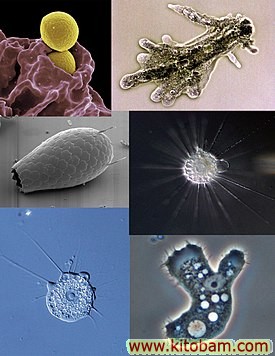 275px-amoeba_collage