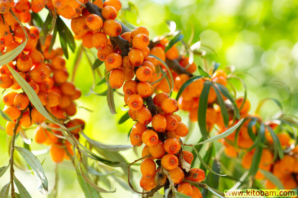 buckthorn berries