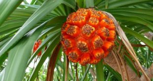 pandanus