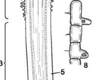 periblema