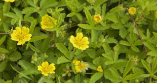 Potentilla_reptans