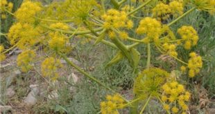 ferula-gummosa