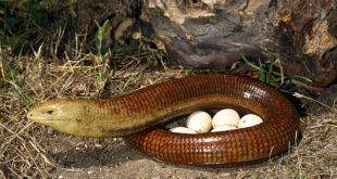 European legless lizard (Ophisaurus apodus) female with eggs, Eastern Rodopi Mt, Bulgaria