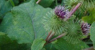 Arctium