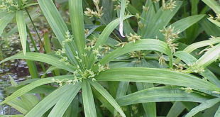 Cyperus