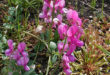 Lathyrus