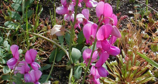 lathyrus