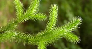 Lycopodium