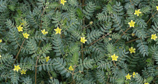 Tribulus-terrestris