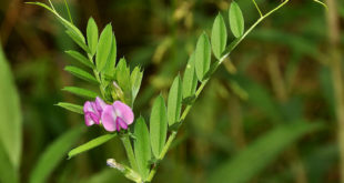 Vicia-sativa