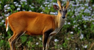 muntjac