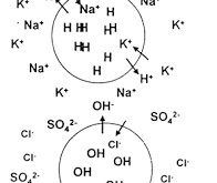 mubodila-ion