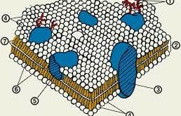 membranahoi-biologi