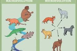mikroevolutciya