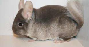 Chinchilla