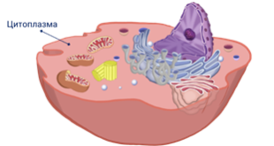 citoplazma