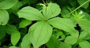 herb-paris