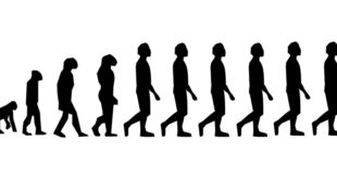 evolution