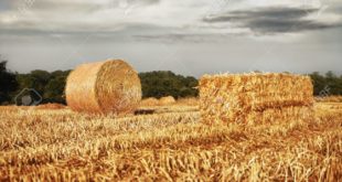 16630281-golden-hay-roll-in-wheat-field
