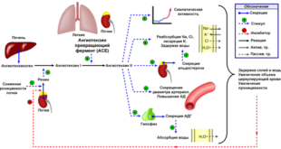 550px-Renin-angiotensin-aldosterone_system_rus