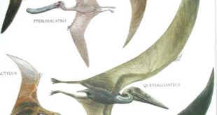 pterodactyli