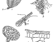 termoreceptho