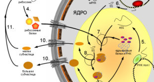 ribosome_synthesis