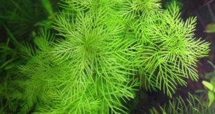 myriophyllum-mattogrossense_int2